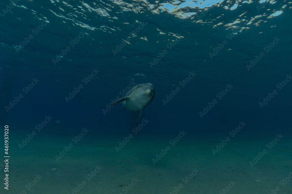 Dolphin swimming in the Red Sea, Eilat Israel Dolphin swimming in the Red Sea, Eilat Israel