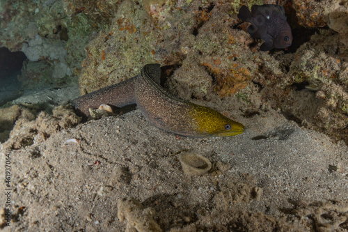 Moray eel Mooray lycodontis undulatus in the Red Sea  Eilat Israel