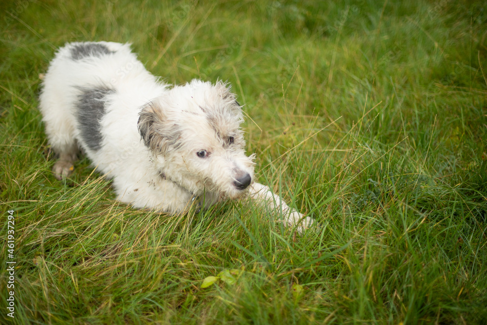 The dog is lying on the grass. Walk pet with white hair. Summer dog walking. The dog is lying on the grass. Walk pet with white hair. Summer dog walking.