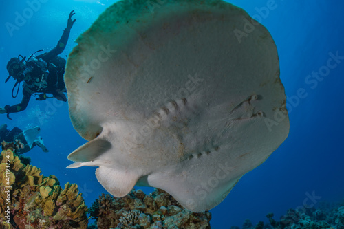 Persian Gulf torpedo On the seabed  in the Red Sea  Israel