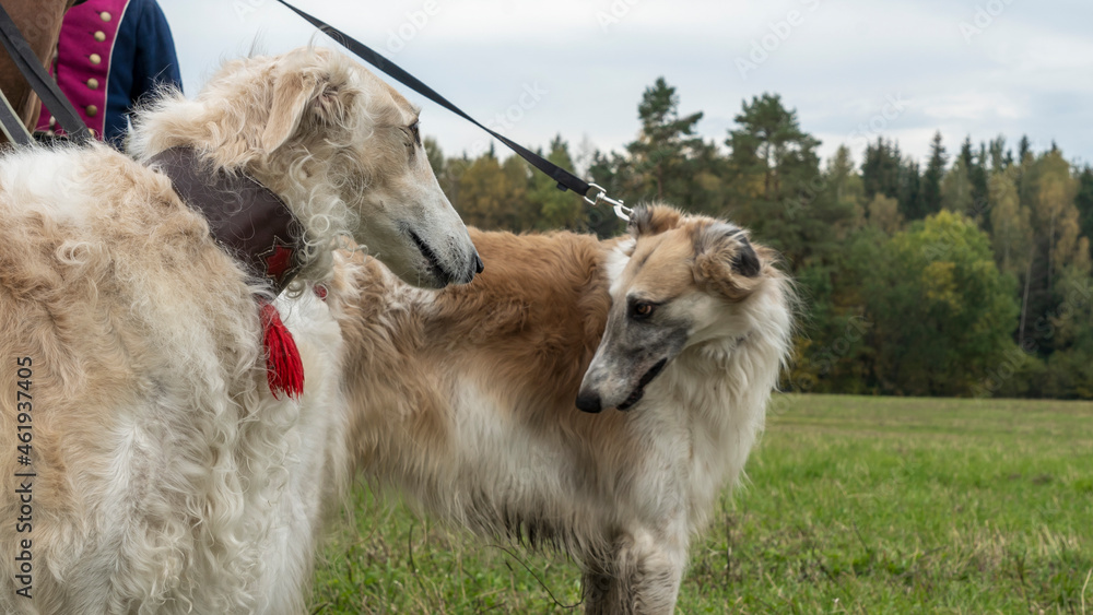 Obraz premium Russian greyhounds in nature. Russian borzoi dog stands against the background of autumn nature.