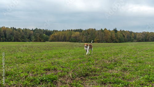 Beagle dog outdoor active playing on the lawn grass. Hunting dog of breed of beagle on a natural autumn background.