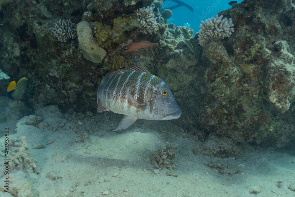 Fototapeta premium Fish swim in the Red Sea, colorful fish, Eilat Israel
