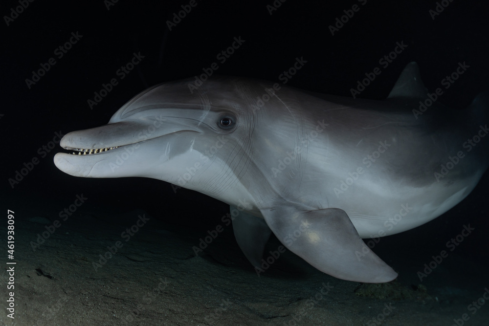 Naklejka premium Dolphin swimming in the Red Sea, Eilat Israel