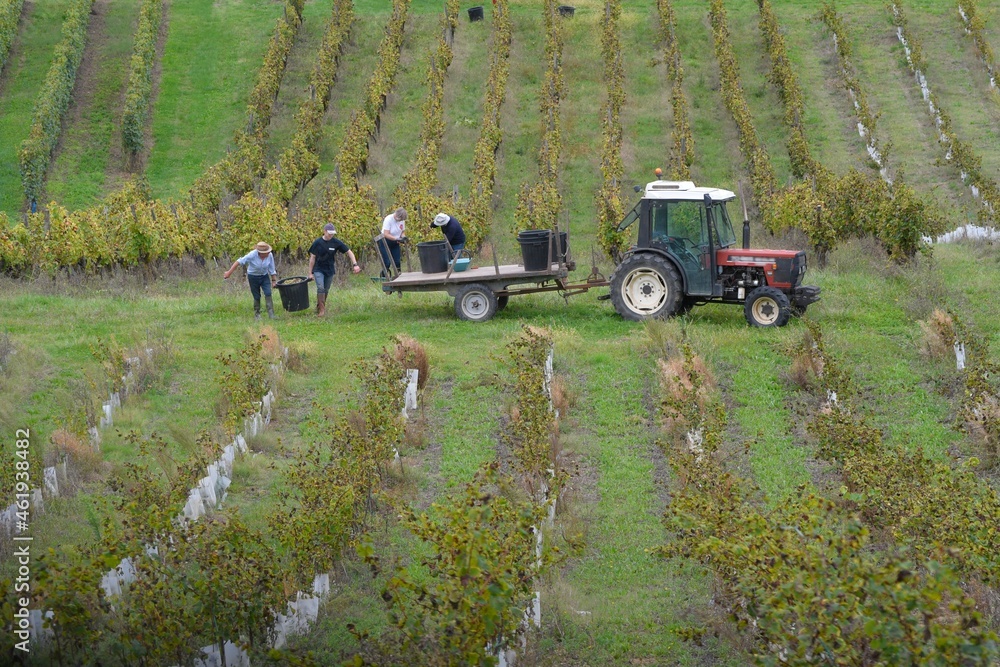 Fototapeta premium the vineyards of the Bordeaux region in France