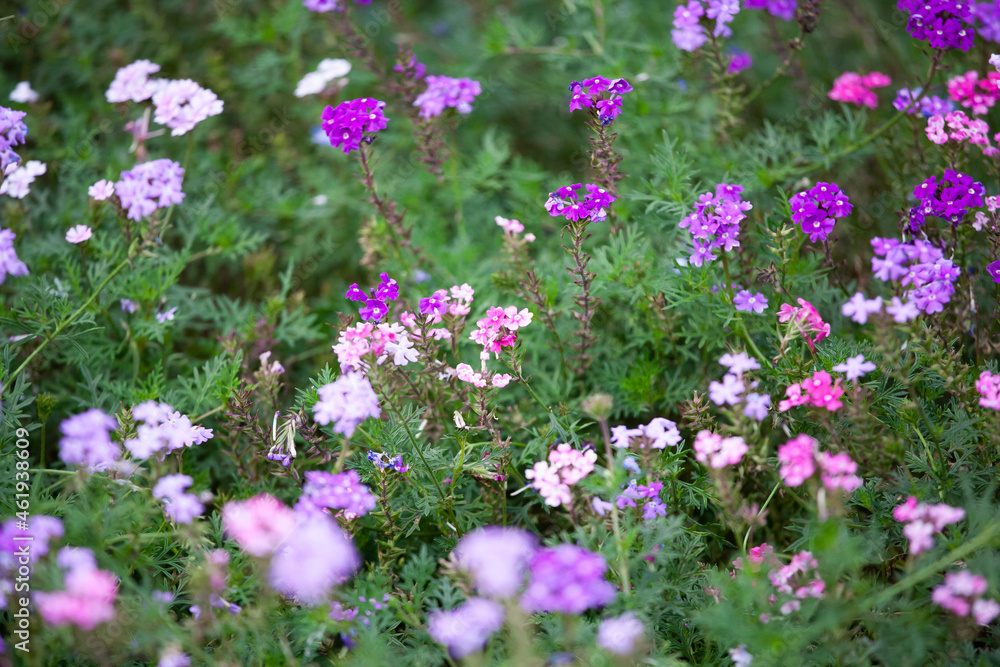 ビジョザクラ 花壇 可憐な花 ビジョザクラ 花壇 可憐な花