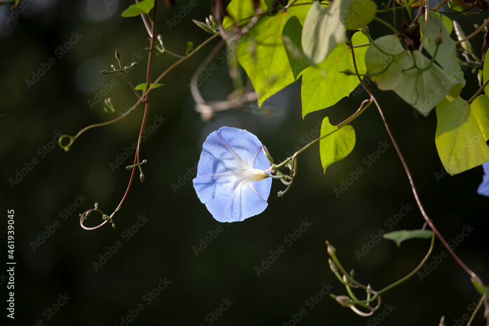 水色の朝顔 Images – Browse 5 Stock Photos, Vectors, and Video