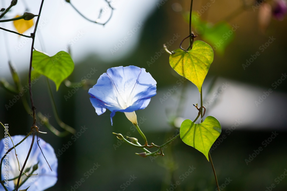 水色の朝顔 Images – Browse 5 Stock Photos, Vectors, and Video