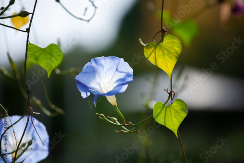 水色の朝顔 Images – Browse 5 Stock Photos, Vectors, and Video