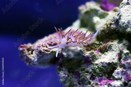 Underwater shot in Mediterranean sea of colorful nudibranch - Flabellina affinis