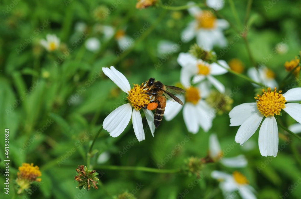 bee on a flower in garden bee on a flower in garden