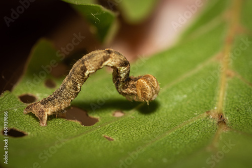 A caterpillar on a leaf