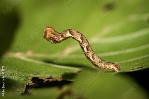 A caterpillar on a leaf