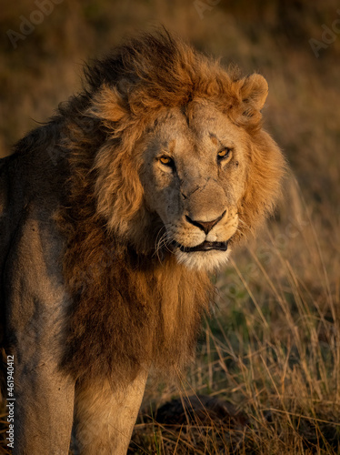 A Lion Hunting in Africa 