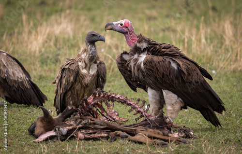 Vultures eating a wildebeest in Africa 