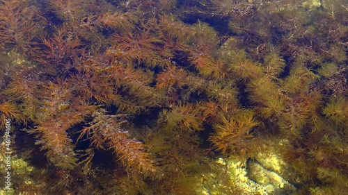 Thickets sea algae, brown seaweed (Cystoseira barbata, Sargassaceae) in the coastal zone of the sea, Crimea Black Sea photo