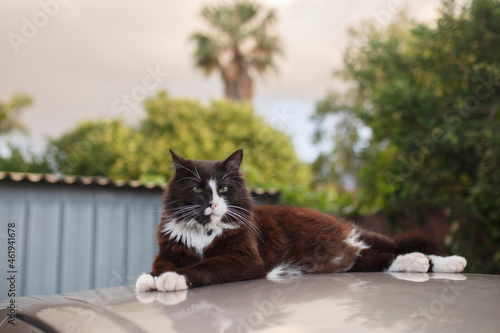 beautiful fluffy cat having a lazy and relaxing day on top of the roof of a car outdoors in summer