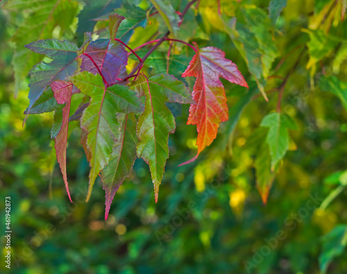 Colorful Amur maple leaves in fall close up.