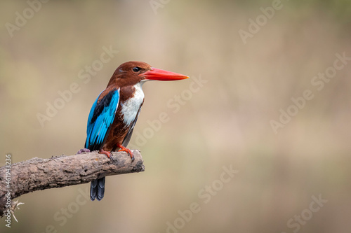 Canvastavla Image of White-throated Kingfisher(Halcyon smyrnesis) on branch on nature background