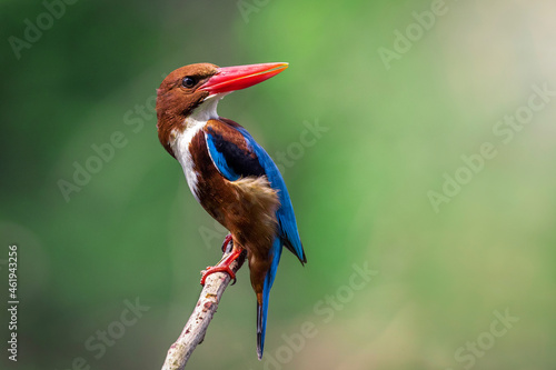 Fotografie Image of White-throated Kingfisher(Halcyon smyrnesis) on branch on nature background