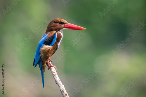 Fotografie Image of White-throated Kingfisher(Halcyon smyrnesis) on branch on nature background