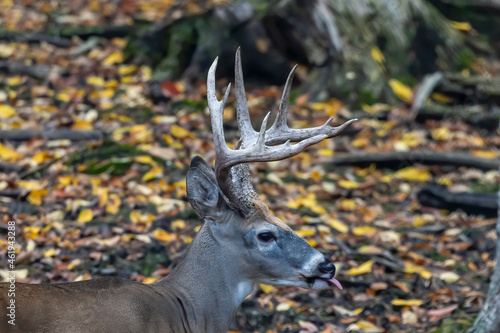 White-tailed deer in the state park
