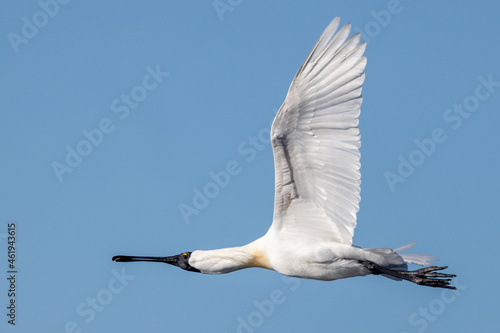 Royal Spoonbill in New Zealand