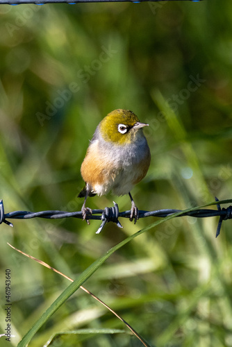 Silvereye Passerine of Australasia photo