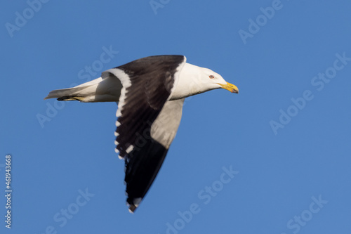 Southern Black Back Gull in New Zealand