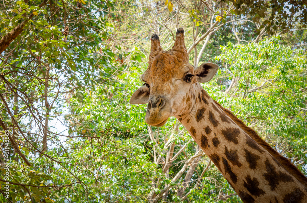 Close-up of a giraffe in front of some with green leaves as background. Close-up of a giraffe in front of some with green leaves as background.