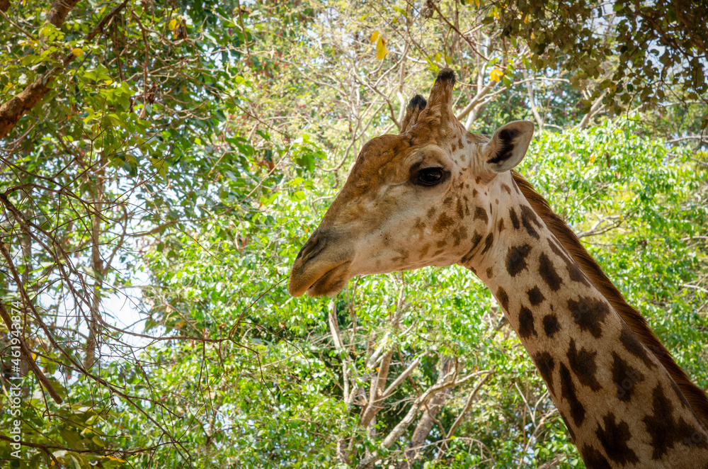 Close-up of a giraffe in front of some with green leaves as background