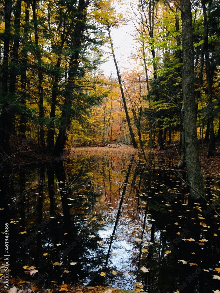 Obraz premium autumn in a still forest pond