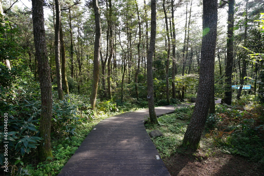 Fototapeta premium a refreshing summer forest with a boardwalk, in the sunlight