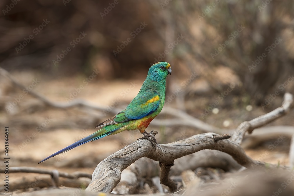 The adult male Mulga Parrot (Psephotus varius) is mostly emerald green in colour, but has a yellow band across its lower forehead