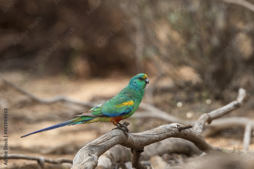 The adult male Mulga Parrot (Psephotus varius) is mostly emerald green in colour, but has a yellow band across its lower forehead