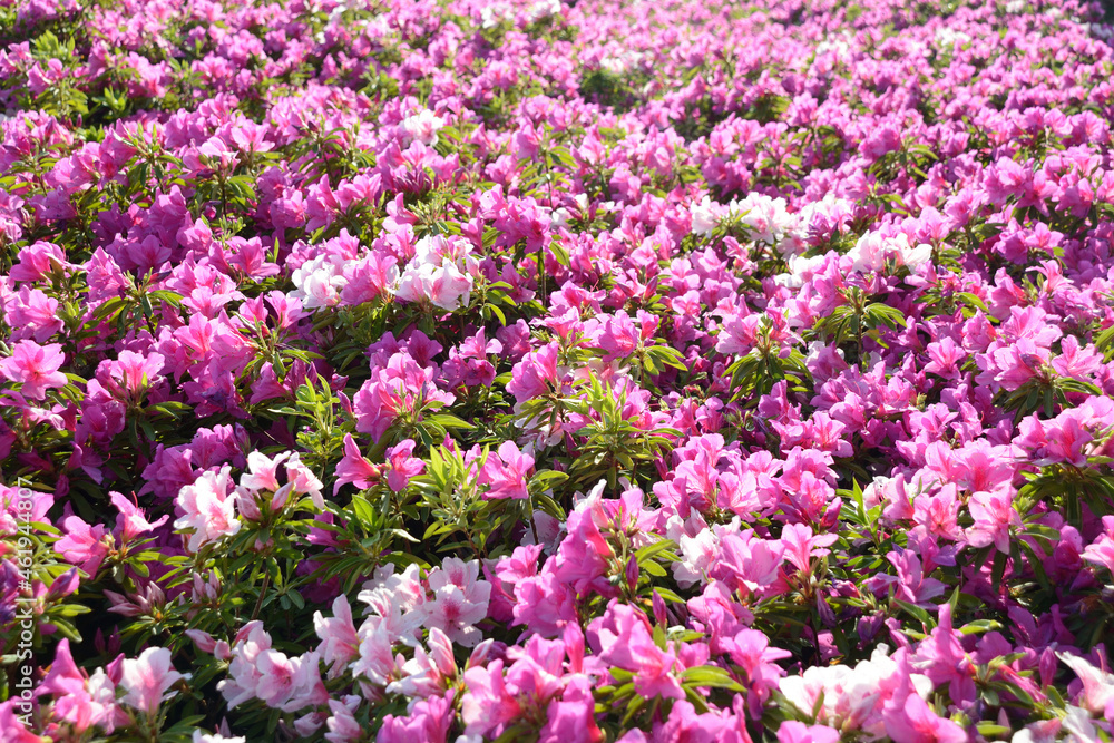Flower garden where beautiful pink flowers are blooming
