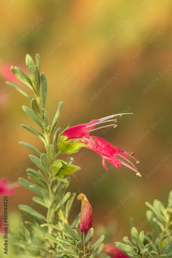 The varied flowers of the common Australian native shrub usually referred to as an Emu Bush (Eremophila georggi) The varied flowers of the common Australian native shrub usually referred to as an Emu Bush (Eremophila georggi)