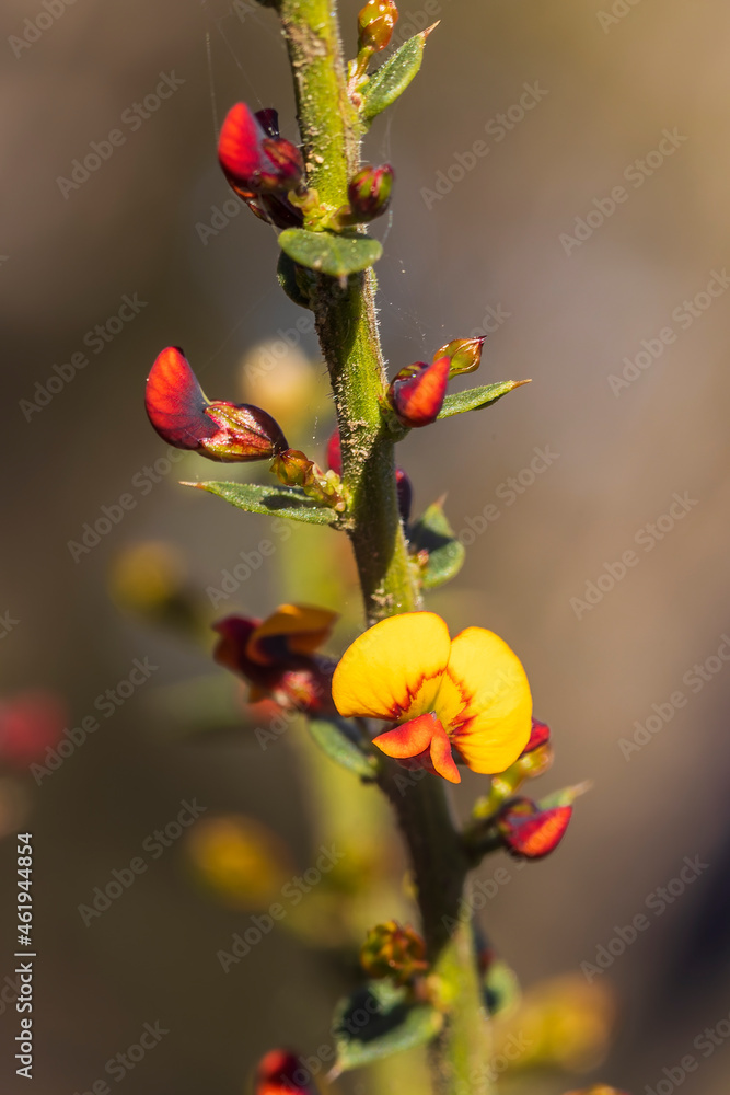 Gorse Bitter-pea (Dalviesia ulicifolia) is a small to medium sized Australian shrub, reaching two meters in size with yellow or red pea flowers, complete with keel, wings, and standard. Gorse Bitter-pea (Dalviesia ulicifolia) is a small to medium sized Australian shrub, reaching two meters in size with yellow or red pea flowers, complete with keel, wings, and standard.