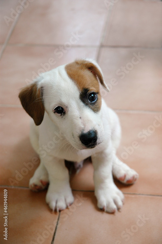 Little jack russell terrier puppy sat sadly alone.