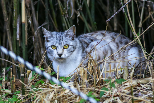 ねこ