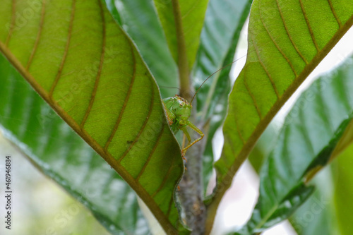 植物　マクロ