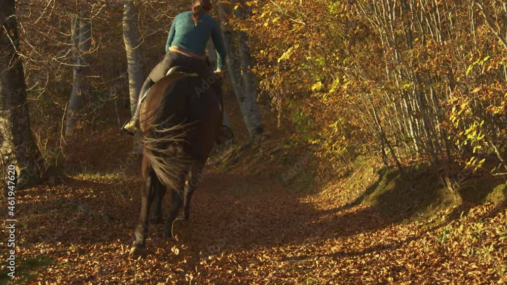 SLOW MOTION: Female horseback rider gallops on her horse down a forest path covered in crunchy dry leaves. Unrecognizable young woman rides her horse along an empty trail in the golden lit woods.