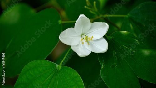 White jasmine flowers grow on the branches of a bush in summer