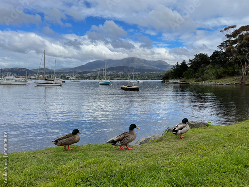 Fotografie Three ducks walking in front of Mont Wellington, Hobart, Tasmania