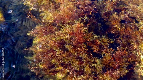 Thickets sea algae, brown seaweed (Cystoseira barbata, Sargassaceae) in the coastal zone of the sea, Crimea Black Sea photo