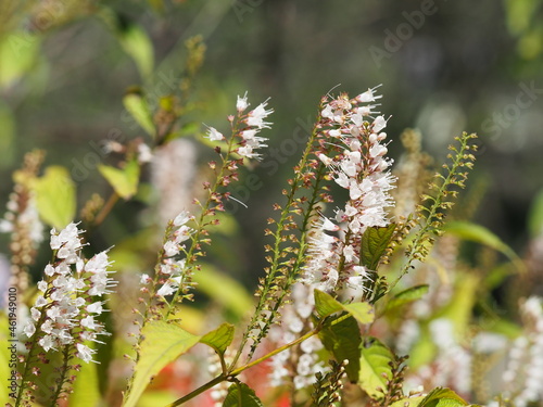 風で揺れるシモバシラの花 photo