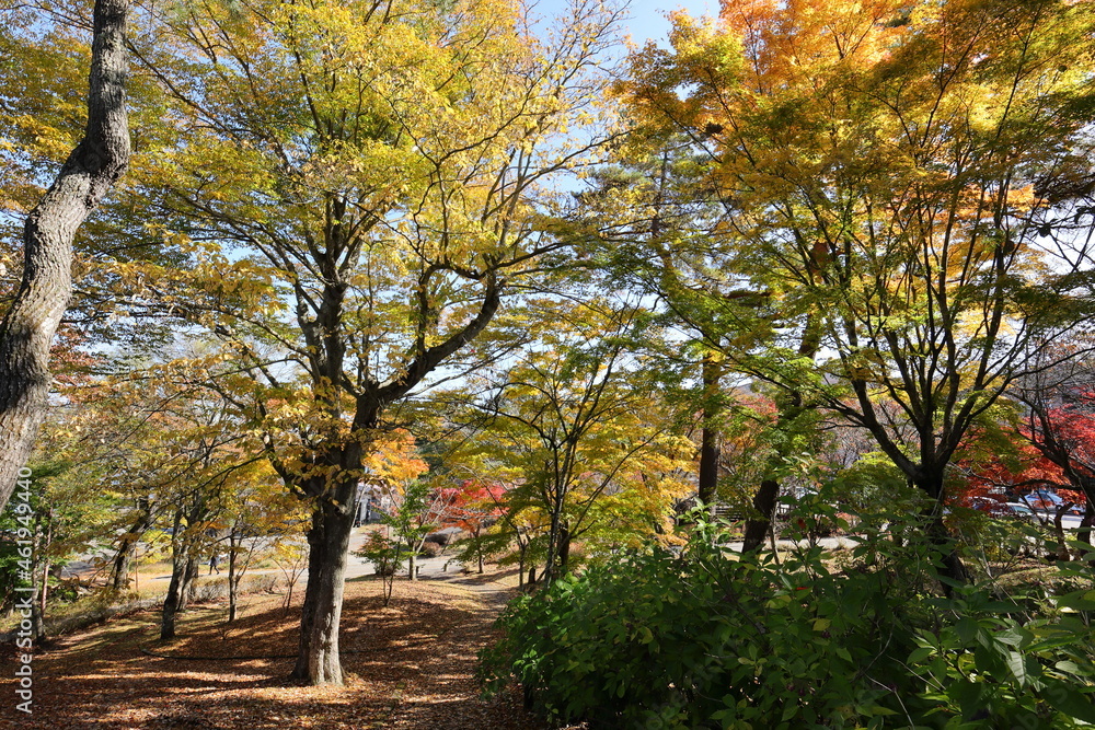 Fototapeta premium 山中湖の紅葉風景