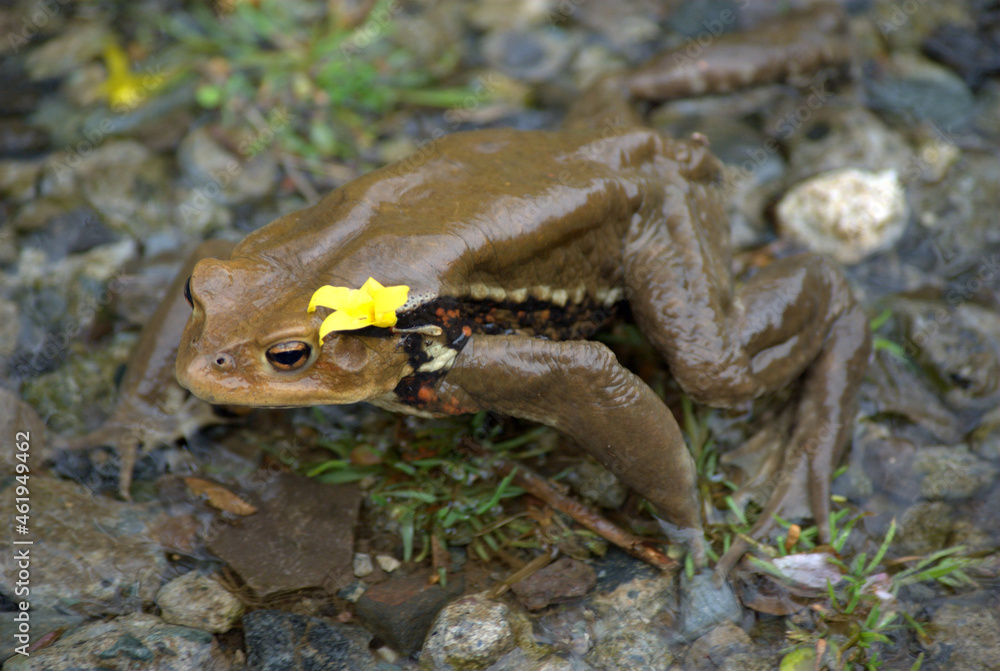 Naklejka premium 箱根ターンパイクのウシガエルの女の子