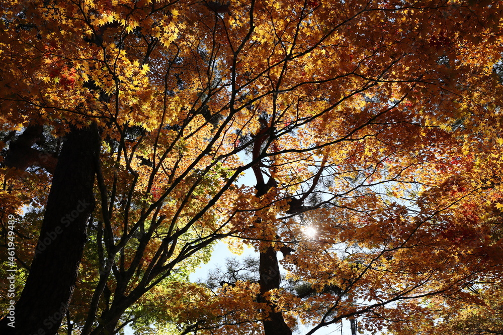 山中湖の紅葉風景 山中湖の紅葉風景