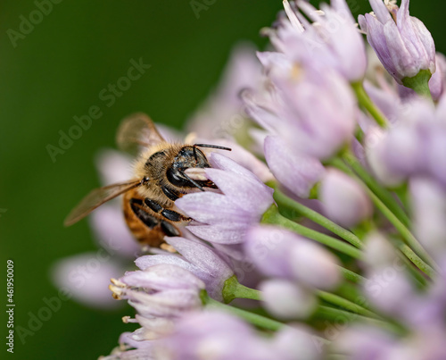 bee on a flower © Abdullah